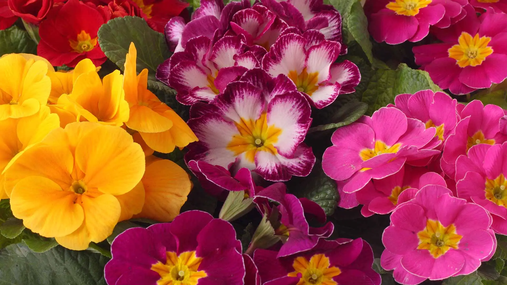 Annual flowers in bloom in Noblesville, IN.