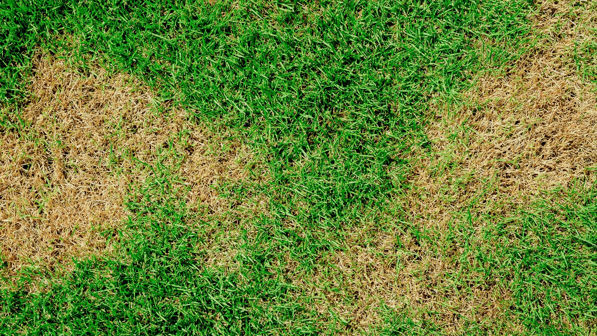 Has Brown Patch Infected Your Turf? Don’t Panic - Here’s What You ...