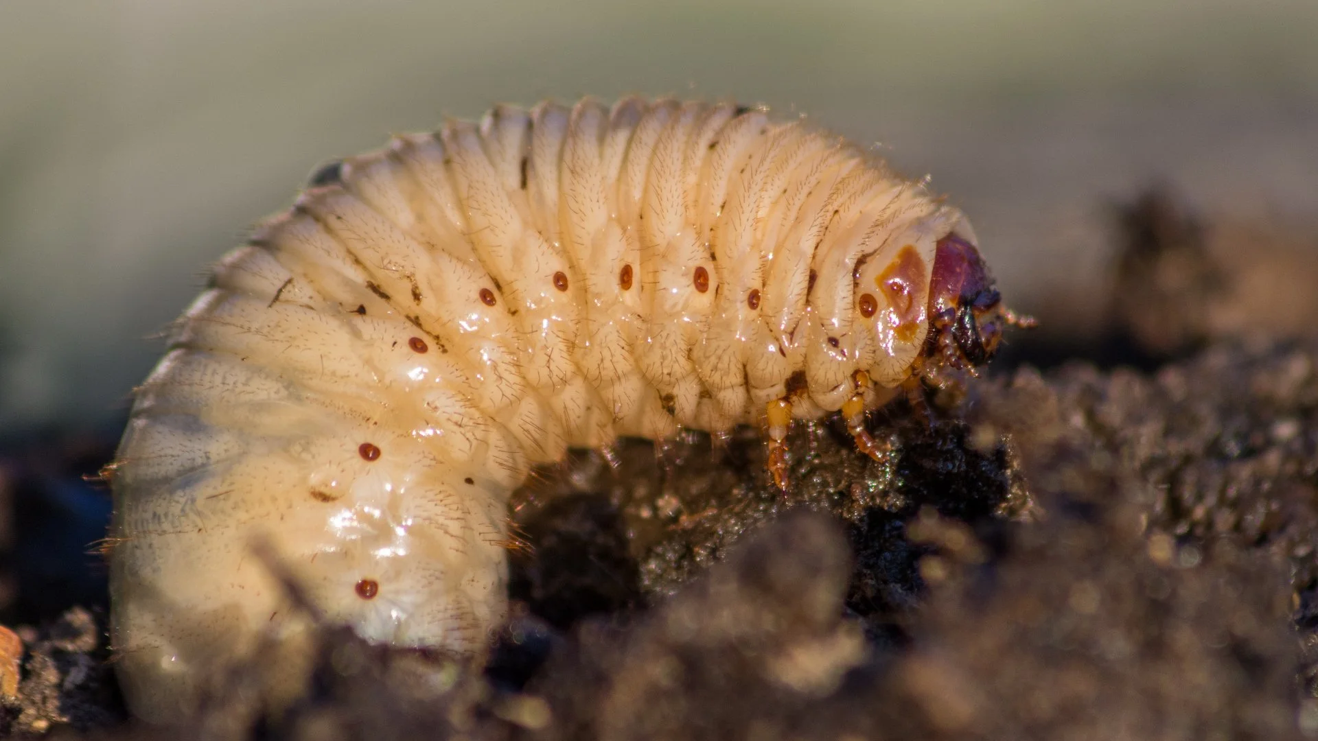 Schedule a Preventative Treatment & Don’t Worry About Grubs This Year!