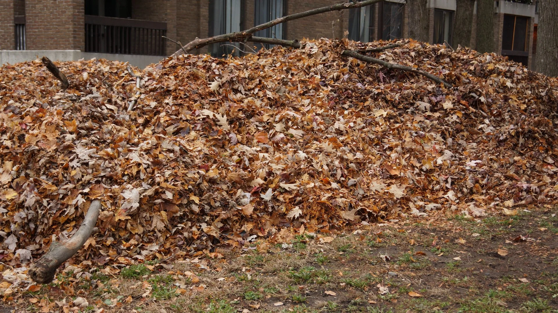 Is It a Good Idea to Burn Leaf Piles on My Lawn?