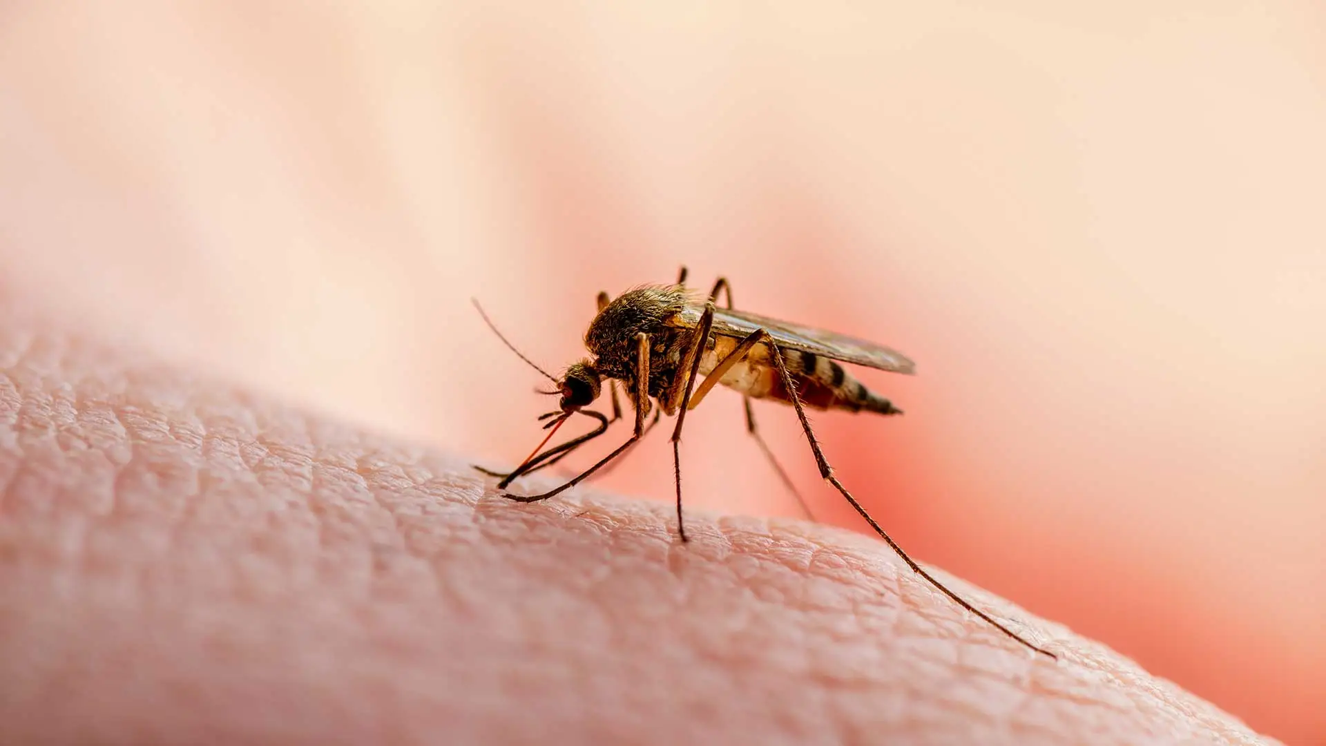 A mosquito on a person's arm in Noblesville, IN.