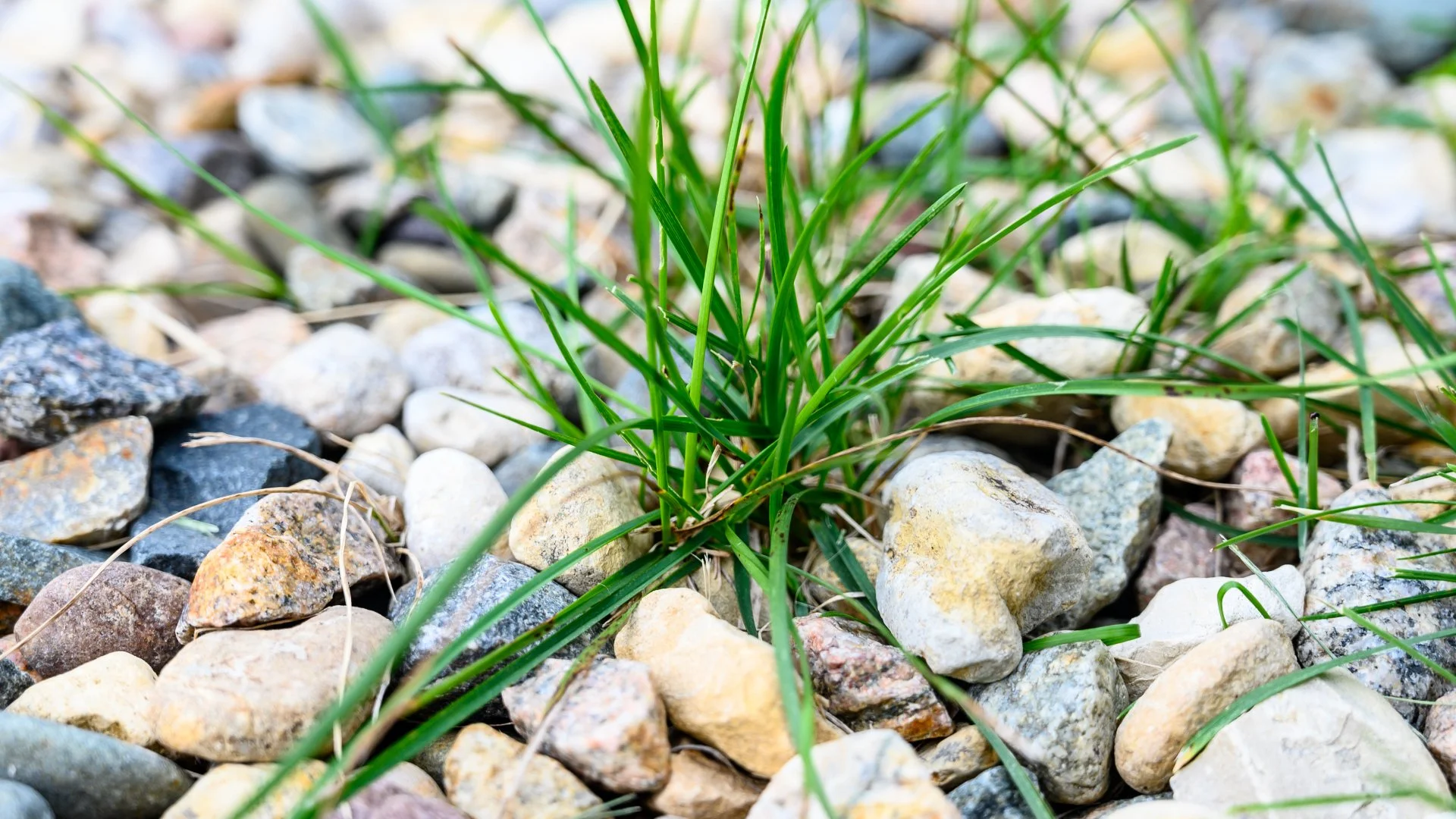 How Do I Keep Weeds Out of My Landscape Beds?