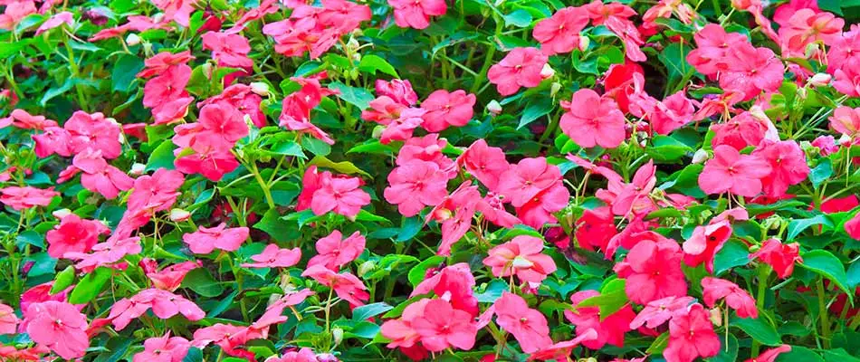 Bright pink impatien flowers in bloom at a Carmel, IN home.