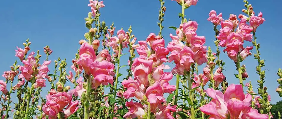 Bright pink snapdragon flowers in bloom near Westfield, IN.