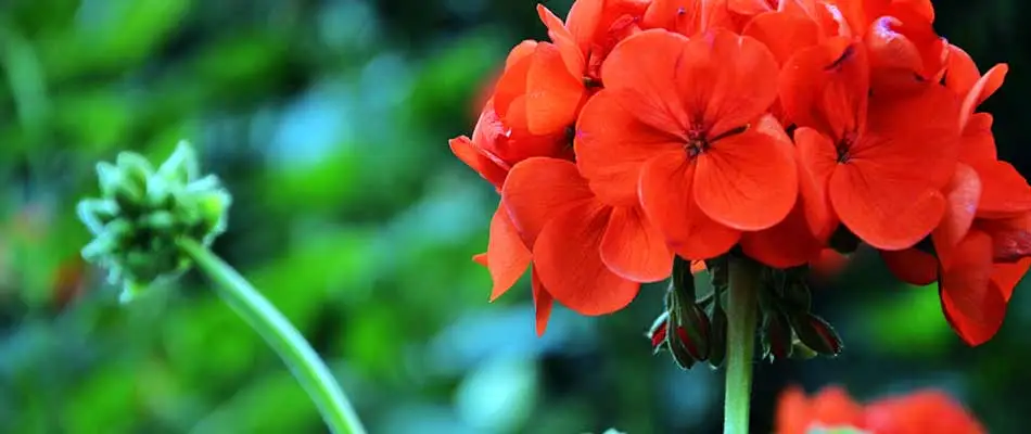 Close up photo of bright red geranium blooms near Westfield, IN.