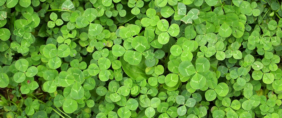 A bed of bright green clover on a property in Carmel, IN.