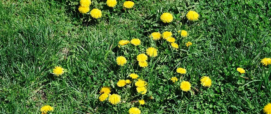 Dandelions are growing in this yard in Carmel, IN.