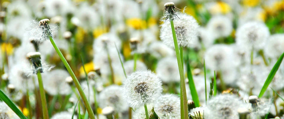 A field of dandelions in Fishers, IN.