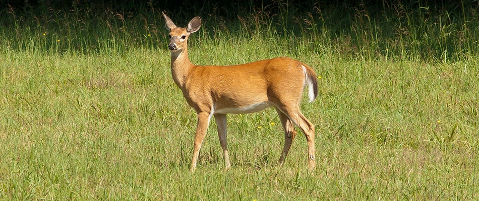 Oh Deer! Keeping a Beautiful Landscape That is Deer Resistant