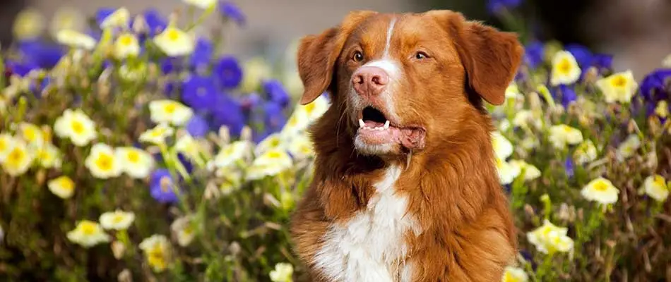 Dog in Noblesville, IN, playing in a flower bed.