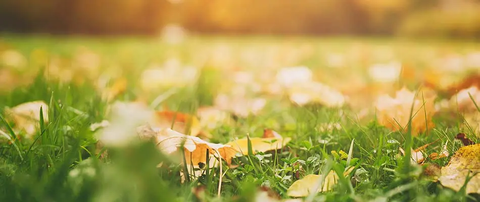 Fall leaves on a home lawn near Noblesville, IN.