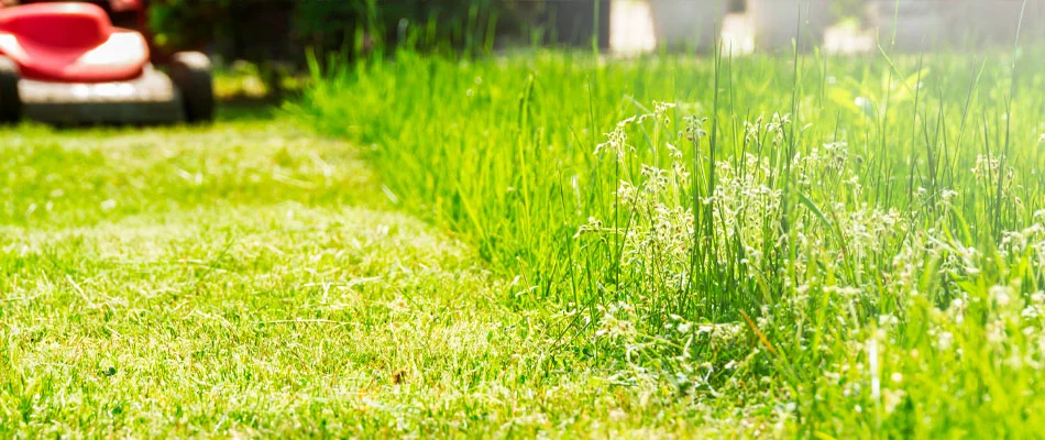 Close up of a lawn in Noblesville that has been mowed to the proper height.