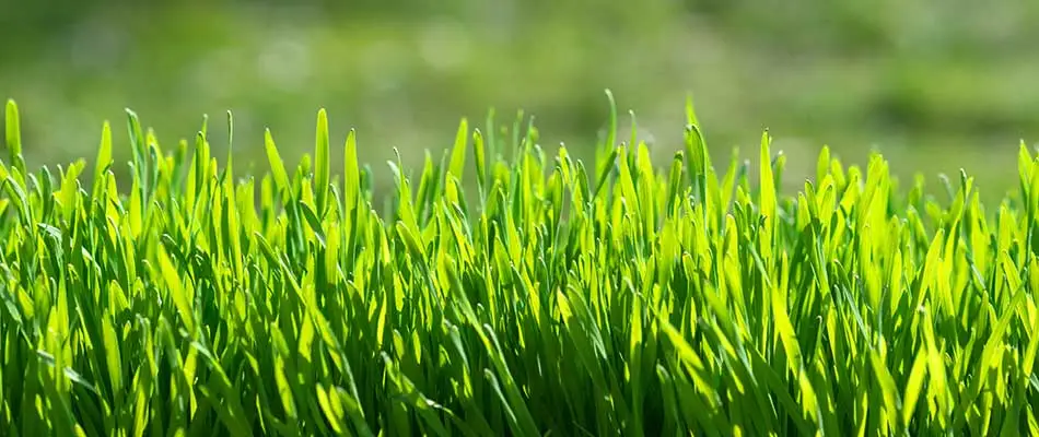 Healthy grass growing on a Carmel, IN home lawn.