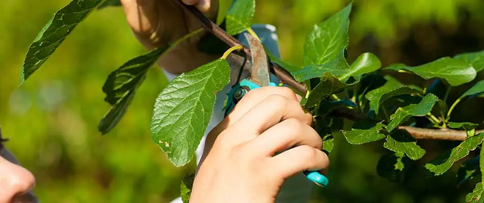 Afraid to Prune? Don't Be - Read Our When To Prune Guide