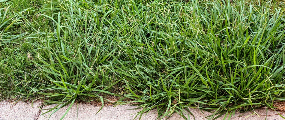 Quackgrass weeds growing on a property in Westfield, IN.