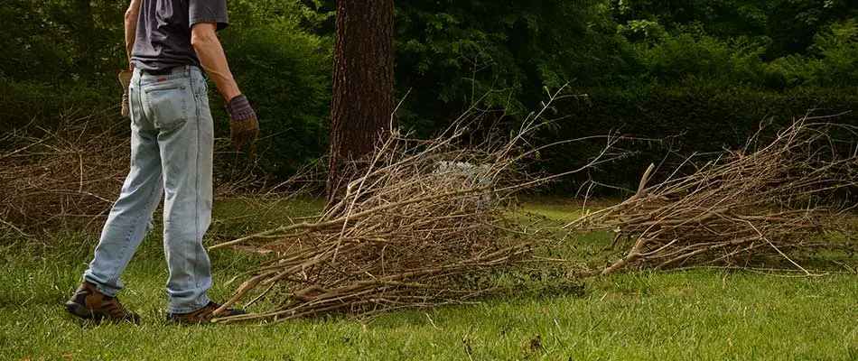 Why It's Time to Schedule a Spring Yard Cleanup