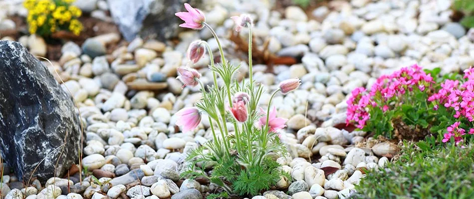 A pink flower landscape bed topped with white and grey river rock mulch on a property in Westfield, IN.