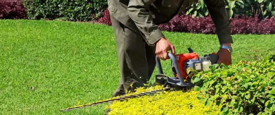 Trimming landscape shrubs at a property in Noblesville, IN.