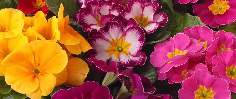 A close up photo of a variety of primrose flowers in Noblesville, IN.