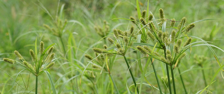 Yellow nutsedge weeds on a property in Carmel, IN.