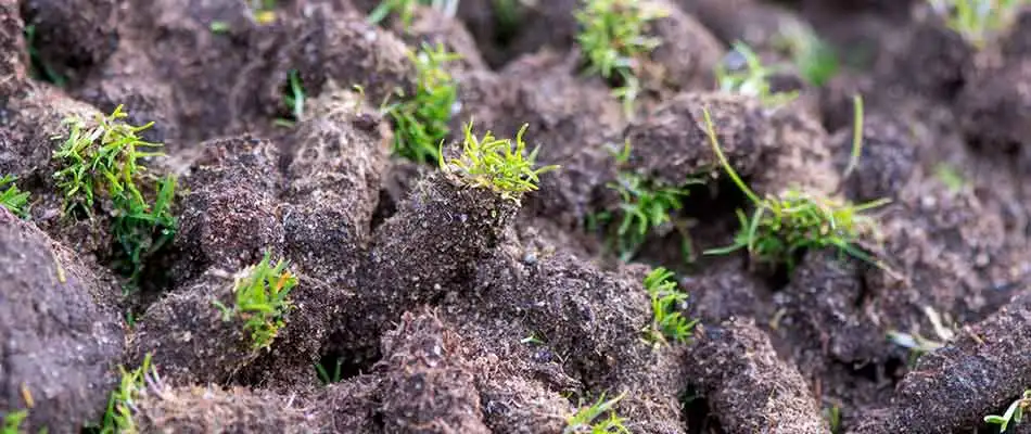 Plugs from a recently aerated lawn in Carmel, IN.