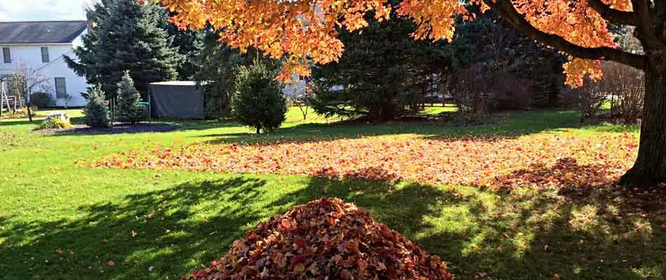 Cleaning up fallen leaves from a Westfield, IN yard.