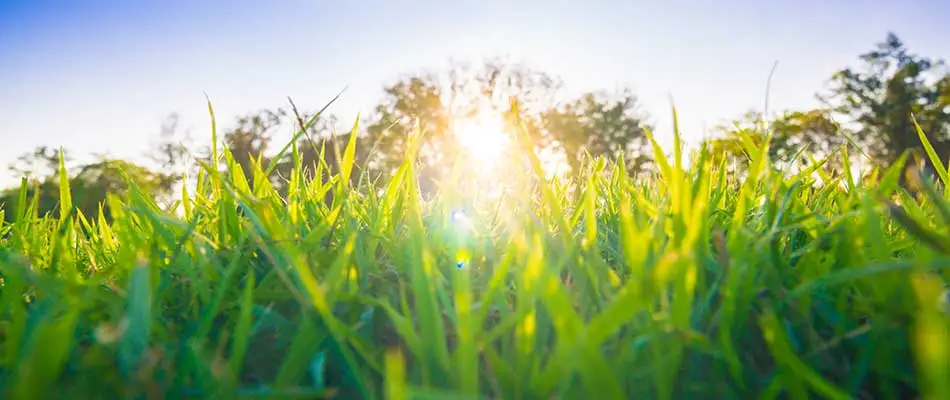 This grass in Carmel is happy and healthy thanks to routine grass cutting.