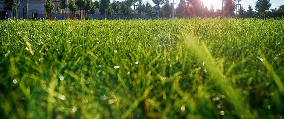 This Noblesville lawn is healthy and full after the aeration and seeding process.