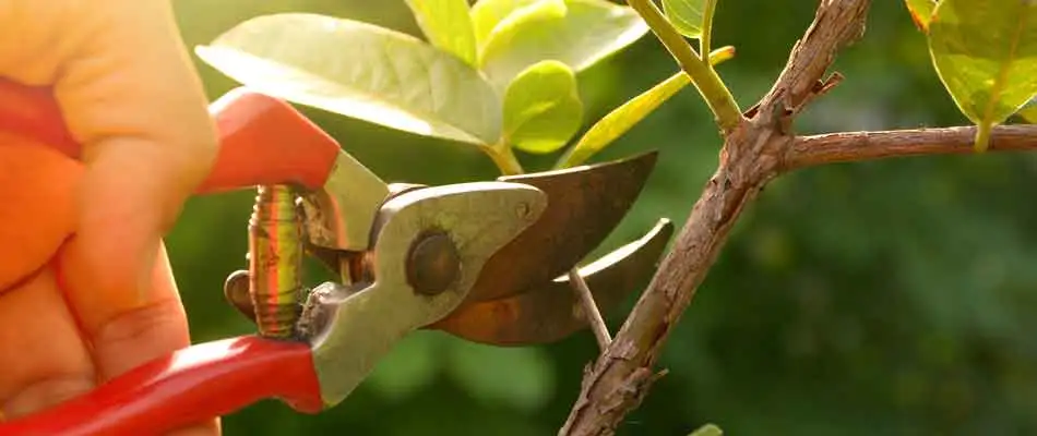 Pruning a small tree at a residential property in Westfield.