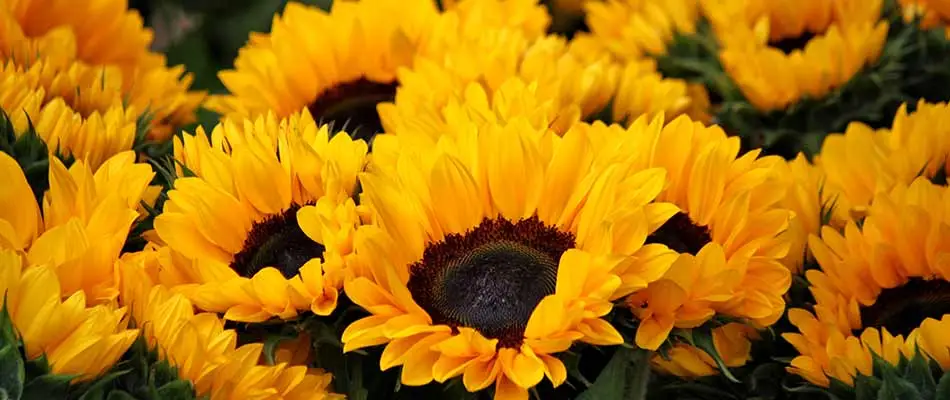 Vivid yellow sunflowers blooming near Carmel, IN.