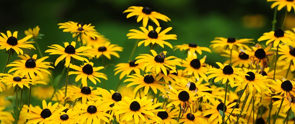 Black Eyed Susan flowers in Carmel, IN. 