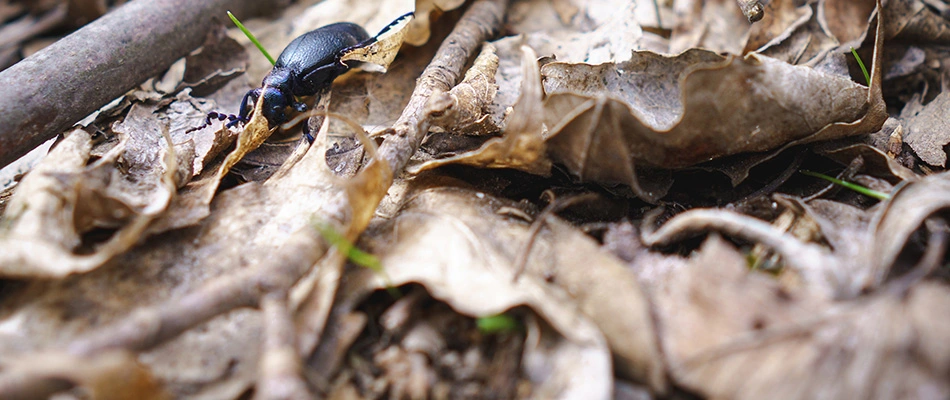 A pest in a pile of leaves on a potential customer's property in Noblesville, IN. 