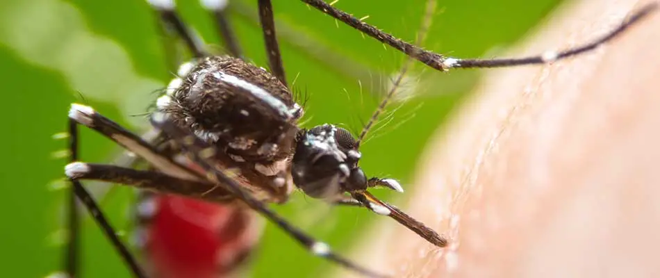 A close up photo of a mosquito in Clarksville, IN.