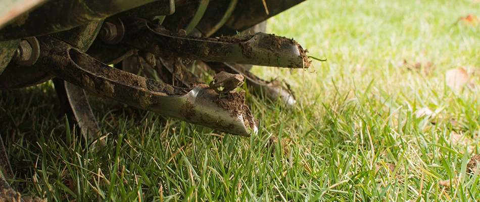 Core aerator plucking out core plugs in lawn in  Westfield, IN.