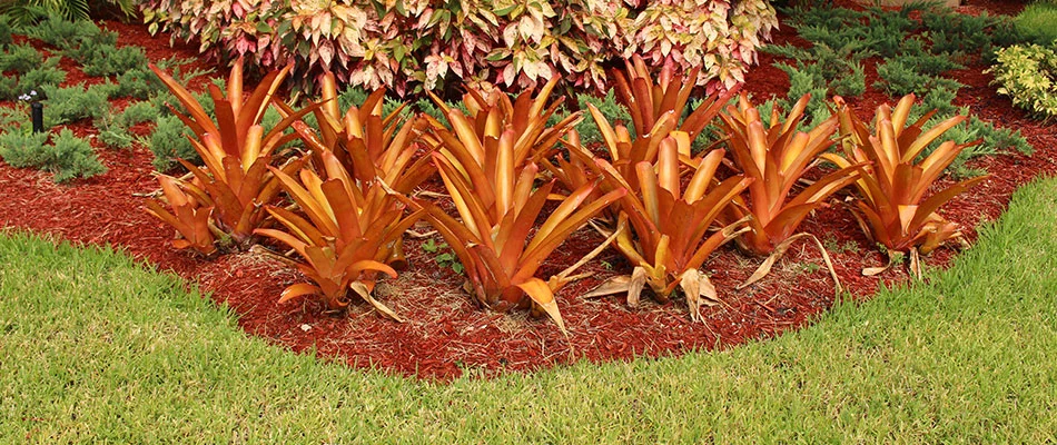 Landscape bed after a cleanup service in Westfield, IN.