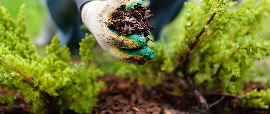 A landscaper holding a handful of mulch ready to be installed in Noblesville, IN. 