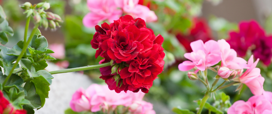 Pink and red annual flowers planted on our client's property in Fishers, IN. 