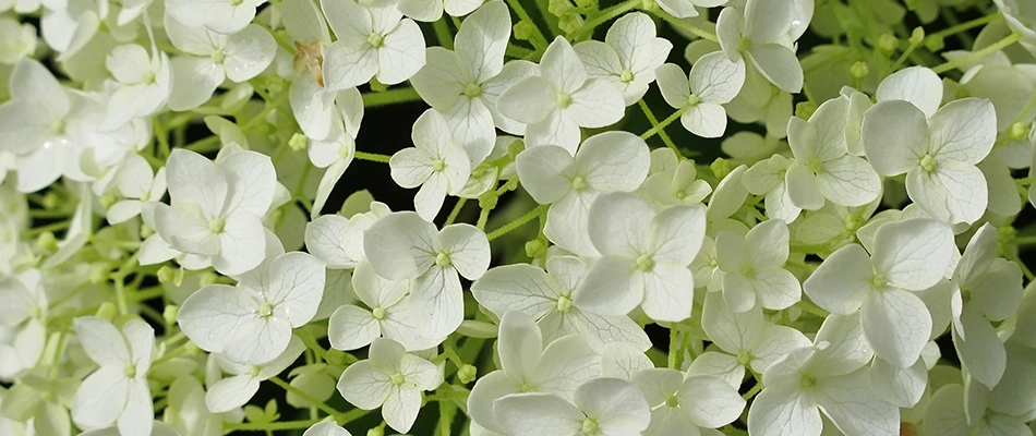 Smooth hydrangea up close in Westfield, IN. 