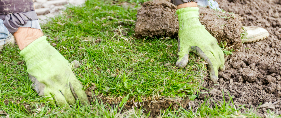 Professionals installing sod on our client's property in Fishers, IN.