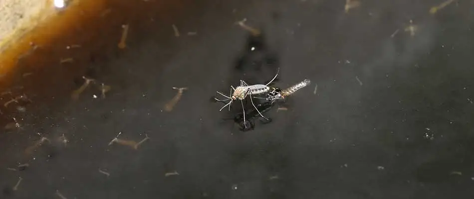 Stagnant water with spawning mosquitoes near Noblesville, IN.