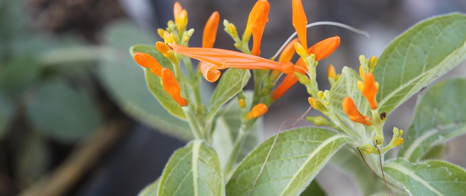 Trumpet Honeysuckle in Westfield, IN. 