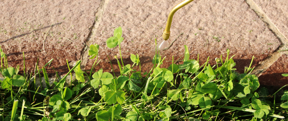 Weeds being sprayed for removal in a landscape bed by our client's driveway in Noblesville, IN. 