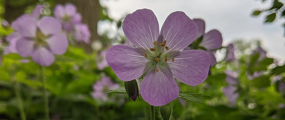 Wild Geranium flowers in Fishers, IN. 