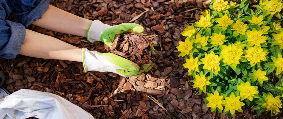 Our employee topping a landscape bed with mulch in Westfield, IN. 