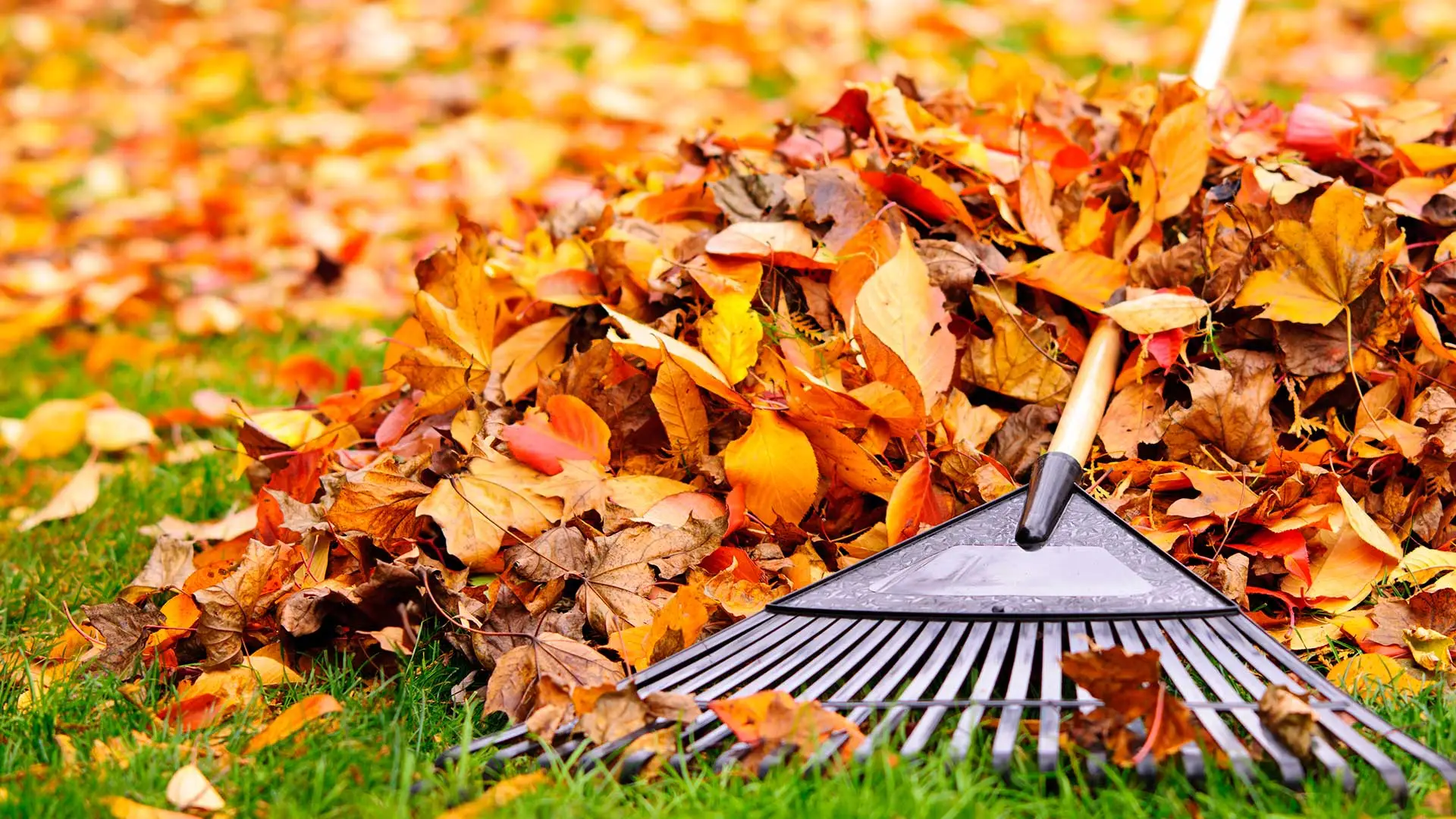 Leaf removal service in Noblesville IN