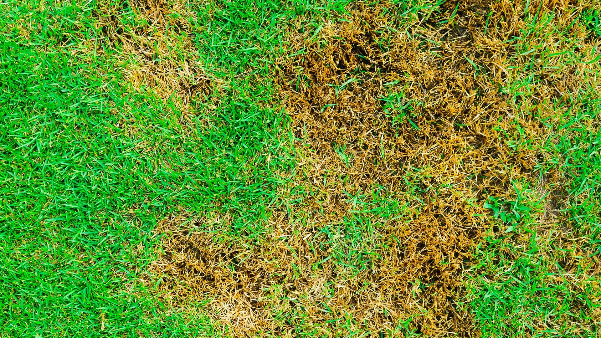 Lawn infected with disease showing brown patches