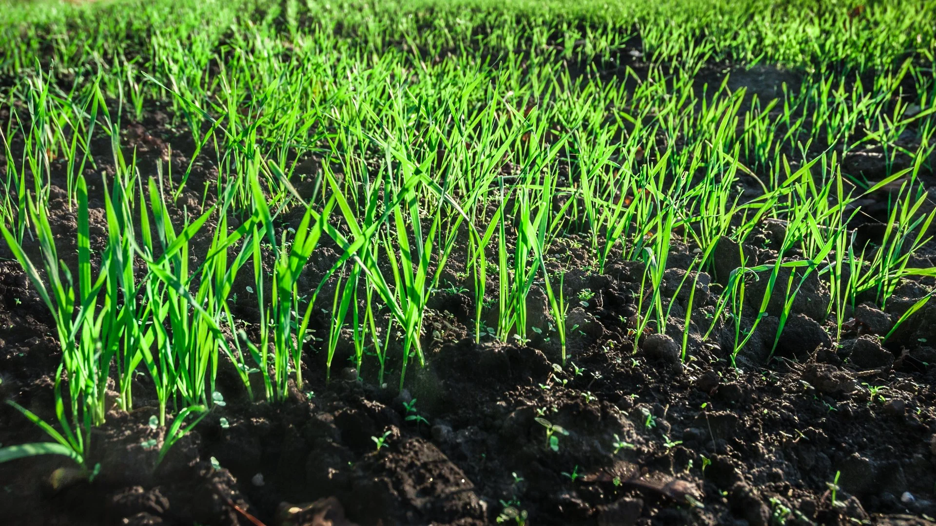 New lawn seeding in Noblesville IN