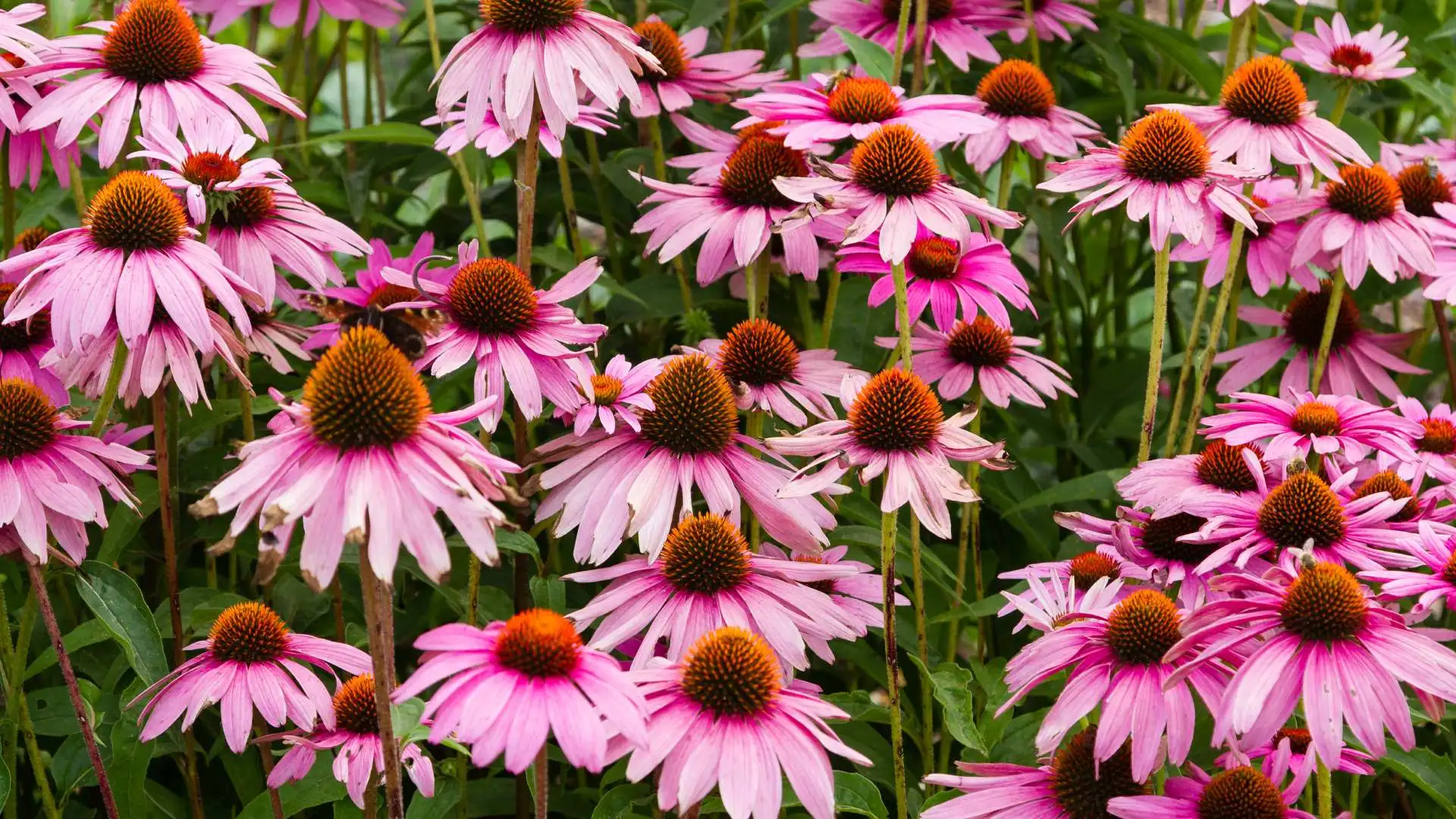 Purple coneflowers blooming in a landscape bed