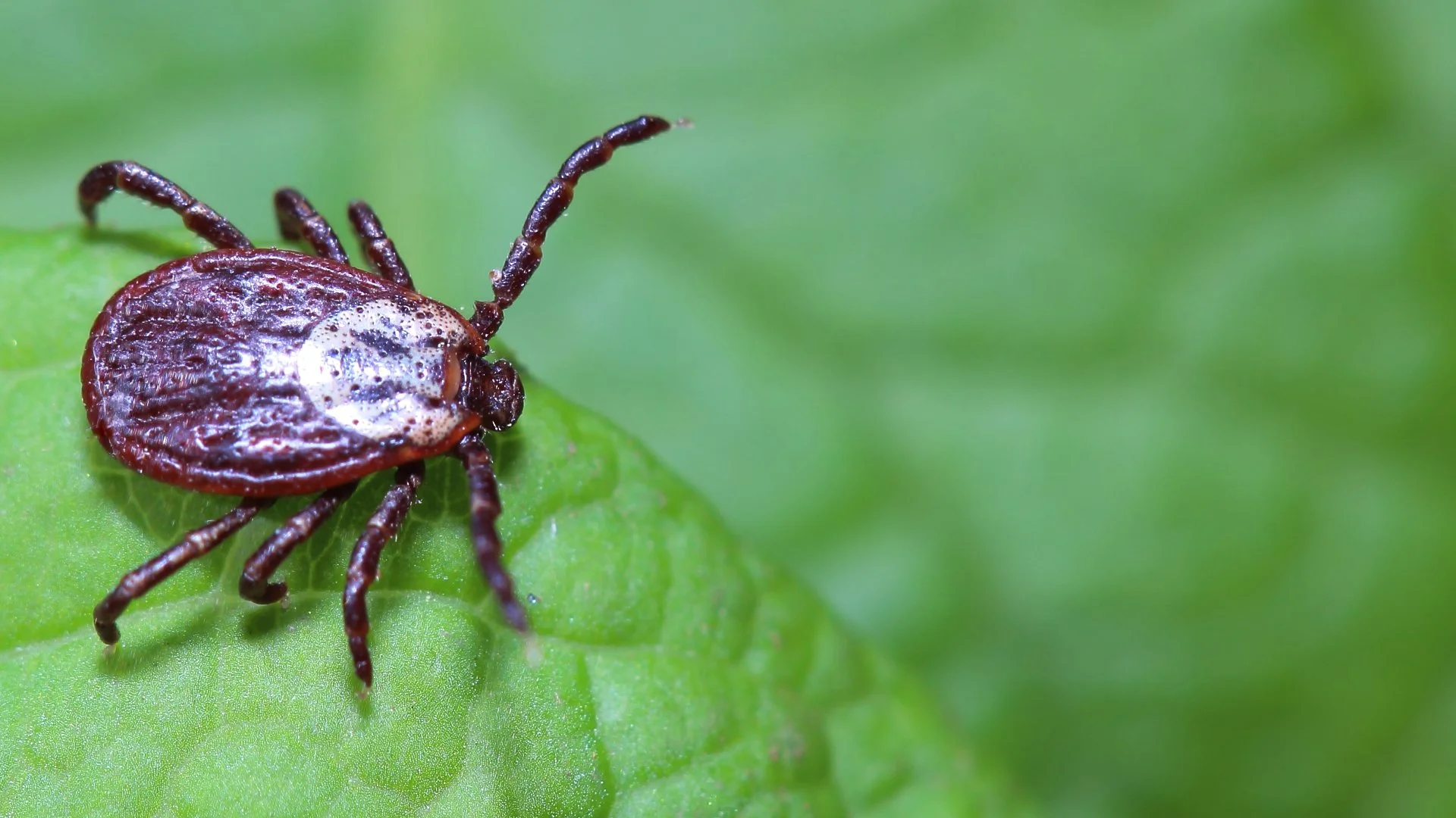 Tick on a leaf blade in an Indiana yard