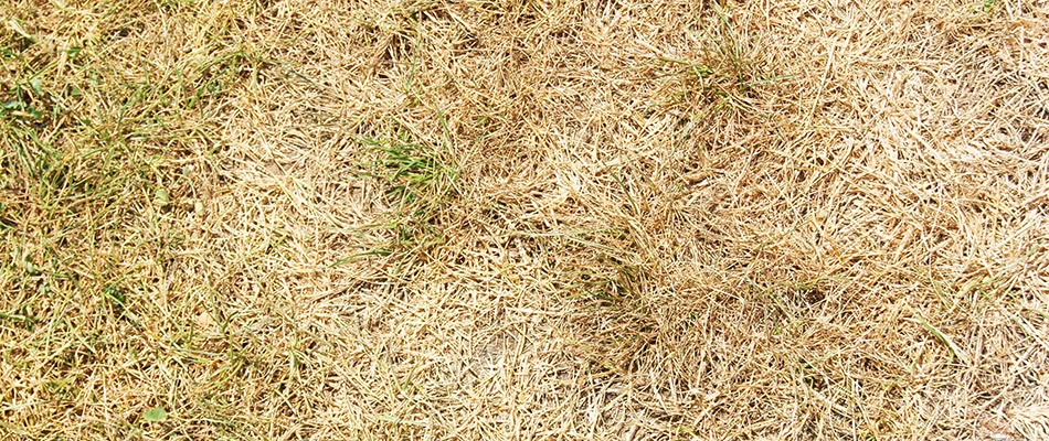 Brown patches appearing on a residential lawn